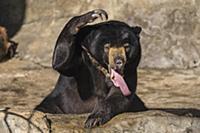 Sun Bear (Helarctos malayanus) yawning, San Diego 