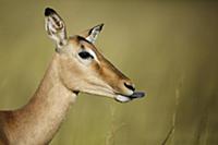 Impala (Aepyceros melampus) female extending tongu