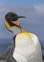 King Penguin (Aptenodytes patagonicus) preening on