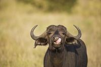 Cape Buffalo (Syncerus caffer) female, Kruger Nati