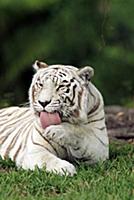 Bengal Tiger (Panthera tigris tigris) adult groomi