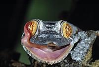 Henkel’s Leaf-tailed Gecko (Uroplatus henkeli) lic