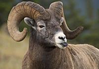 Bighorn Sheep (Ovis canadensis) ram sticking out t