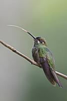 Violet-fronted Brilliant (Heliodoxa leadbeateri) e