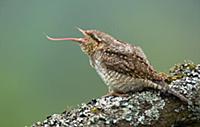 Eurasian Wryneck (Jynx torquilla) with extended to