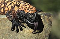 Gila Monster (Heloderma suspectum) sensing with to