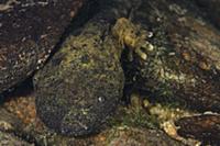 Eastern Hellbender (Cryptobranchus alleganiensis a