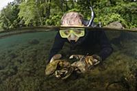 Eastern Hellbender (Cryptobranchus alleganiensis a