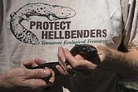 Eastern Hellbender (Cryptobranchus alleganiensis a