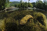 Eastern Hellbender (Cryptobranchus alleganiensis a