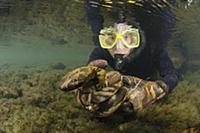 Eastern Hellbender (Cryptobranchus alleganiensis a