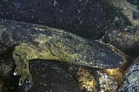 Eastern Hellbender (Cryptobranchus alleganiensis a