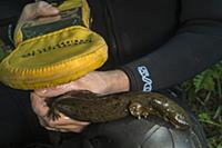 Eastern Hellbender (Cryptobranchus alleganiensis a