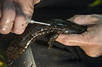 Eastern Hellbender (Cryptobranchus alleganiensis a