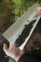 Eastern Hellbender (Cryptobranchus alleganiensis a