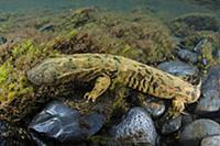 Eastern Hellbender (Cryptobranchus alleganiensis a