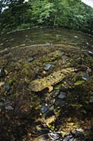 Eastern Hellbender (Cryptobranchus alleganiensis a