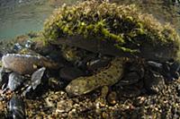 Eastern Hellbender (Cryptobranchus alleganiensis a