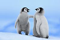 Emperor Penguin (Aptenodytes forsteri) chick pair,