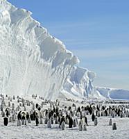 Emperor Penguin (Aptenodytes forsteri) colony, Ant