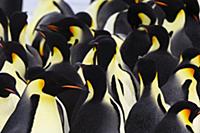 Emperor Penguin (Aptenodytes forsteri) group of ad