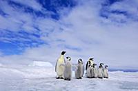 Emperor Penguin (Aptenodytes forsteri) two adults 