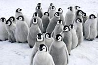 Emperor Penguin (Aptenodytes forsteri) chicks, Sno