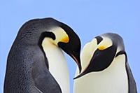 Emperor Penguin (Aptenodytes forsteri) pair courti