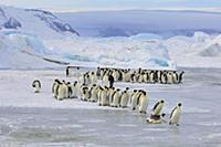 Emperor Penguin (Aptenodytes forsteri) group walki