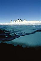 Emperor Penguin (Aptenodytes forsteri) group on ic