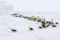 Emperor Penguin (Aptenodytes forsteri) group tobog