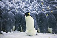 Emperor Penguin (Aptenodytes forsteri) male shuffl