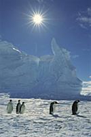 Emperor Penguin (Aptenodytes forsteri) commuters r