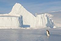 Emperor Penguin (Aptenodytes forsteri), Prydz Bay,