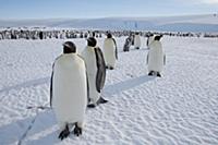 Emperor Penguin (Aptenodytes forsteri) colony, Pry