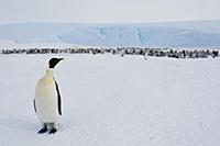 Emperor Penguin (Aptenodytes forsteri) near colony