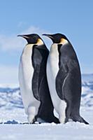 Emperor Penguin (Aptenodytes forsteri) pair, Antar