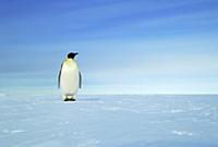 Emperor Penguin (Aptenodytes forsteri) standing on