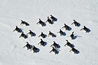 Emperor Penguin (Aptenodytes forsteri) group tobog