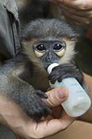 Gray-shanked Douc (Pygathrix cinerea) young rescue