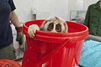 Northern Slow Loris (Nycticebus bengalensis) rescu