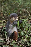 Douc Langur (Pygathrix nemaeus) young rescued from