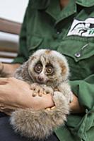 Northern Slow Loris (Nycticebus bengalensis) young