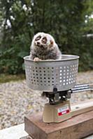 Northern Slow Loris (Nycticebus bengalensis) young