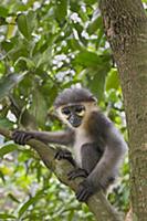 Gray-shanked Douc (Pygathrix cinerea) young rescue