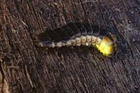 Douglas Fir Glow-worm (Pterotus obscuripennis) dis