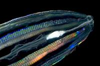 Comb Jelly (Callianira antarctica) eating Antarcti