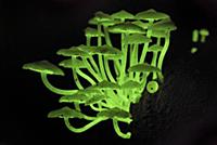 Fluorescent Fungus (Mycena illuminans) glowing at 