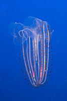 Comb Jelly (Leucothea pulchra), native to Pacific 