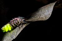 Common Glow-worm (Lampyris noctiluca) adult female